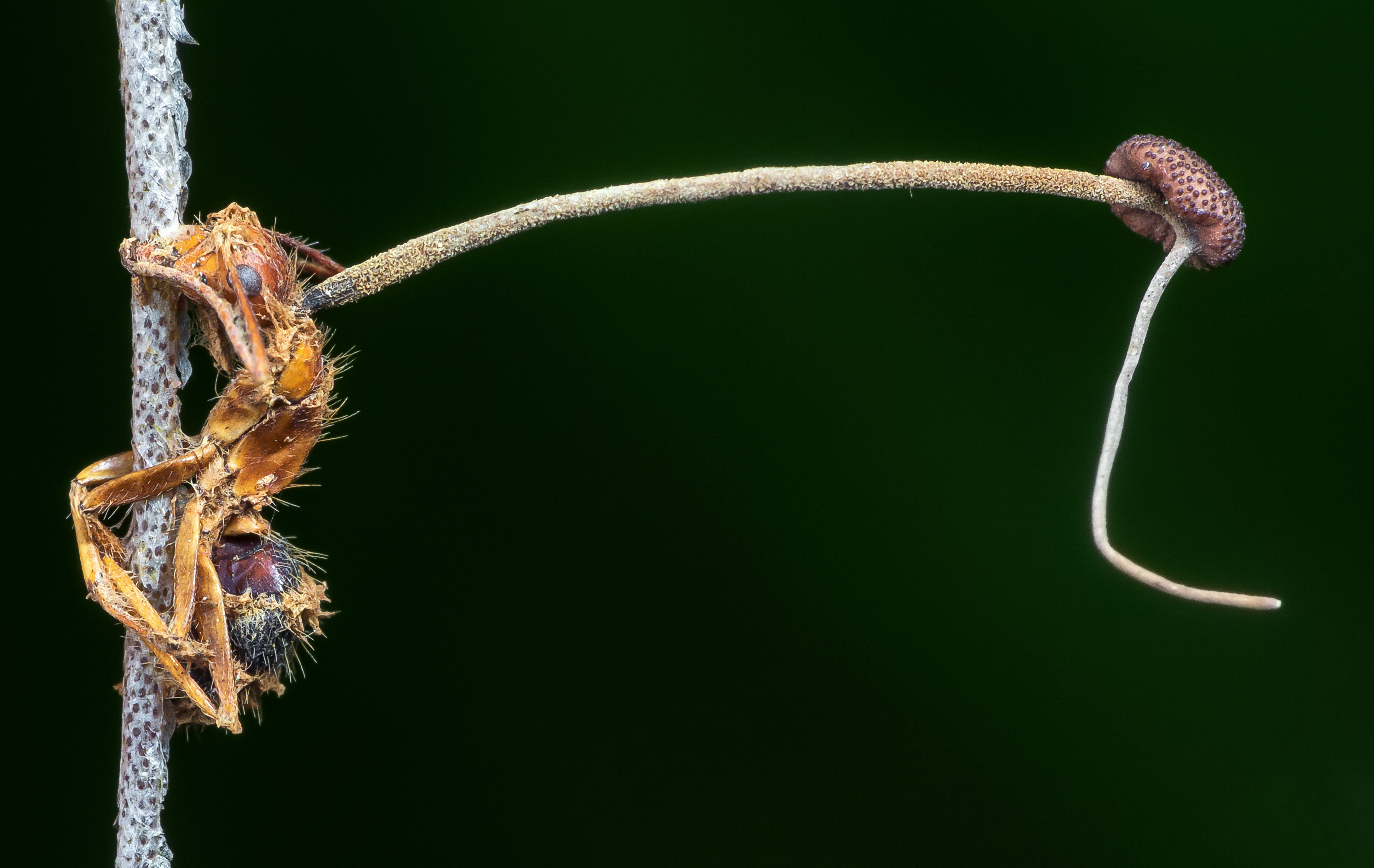 Ophiocordyceps